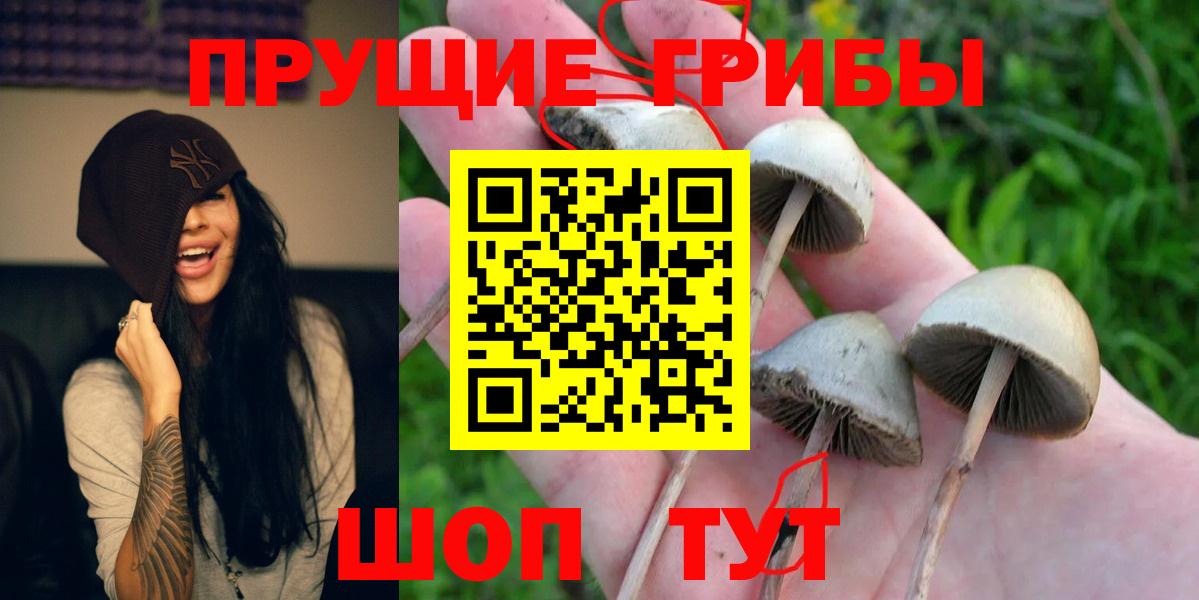 Галлюциногенные грибы Psilocybine cubensis  Псилоцибиновые грибы Psilocybe  Ипатово  Вход с VPN 